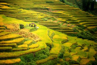 Tây bắc đẹp như bức thổ cẩm trong mùa lúa chín vàng